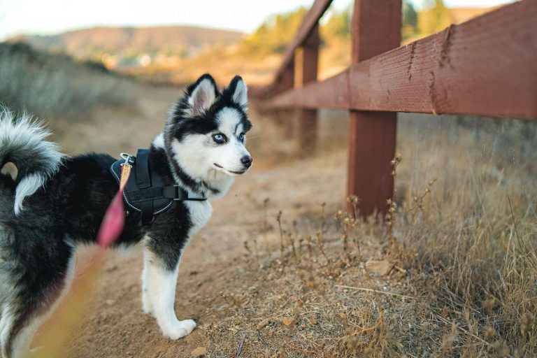 10 Popular Mixed-Breed Dogs Adopters Should Consider